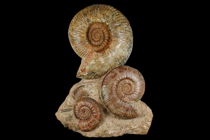 Tall, Jurassic Ammonite (Hammatoceras) Display - France #174928